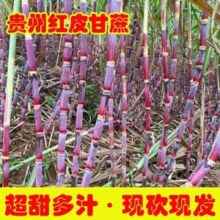 淘宝买菜农场直发 新鲜贵州红皮甘蔗中段 带箱9-10斤