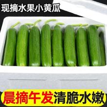 新鲜现摘水果小黄瓜嫩青瓜生吃蘸酱脆甜无刺小青瓜特级精品香脆