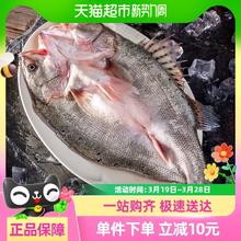 喵满分 鲜活冷冻三去开背海鲈鱼600g*3条