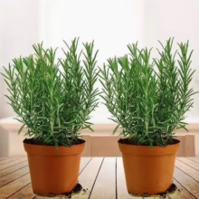 迷迭香苗盆栽 可食用驱蚊植物 迷迭香原盆土一盆 盆径约12cm 含盆高约25cm*2盆