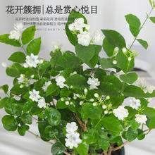 云寒 茉莉花6年苗3棵