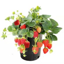 滨淇  草莓苗 当年结果 套装带盆带土1棵
