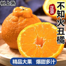 四川不知火丑橘新鲜橘子桔子孕妇水果现摘现发 9斤(净重8.5斤) 70-80mm