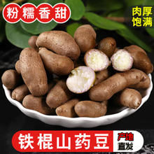 农家新鲜采摘铁棍山药豆冰糖葫芦用豆山药蛋地道优质产地直发