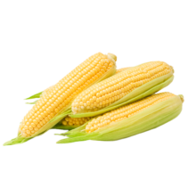 再降价：佳农宝菜山东新鲜水果玉米嫩甜多汁甜玉米5-6根4.5斤装源头直发