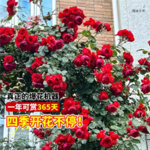 开时果 蔷薇花苗四季开花爬藤月季 3棵小苗 高10-20cm#品种随机