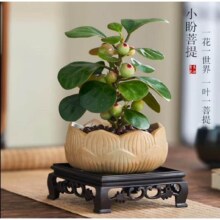 【带果发货】小盼菩提+小莲花盆+方底座+黑金沙 1盆