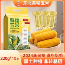 2024当季东北黄糯玉米220g×10支黄金铝箔装大棒黏糯