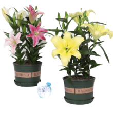 一名花匠  混色百合花盆栽 含盆土 4颗