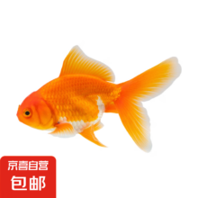 观赏金鱼 小红草3条装