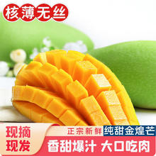 集年鲜 海南金黄芒 5斤 单果200g+