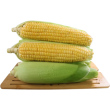 云南金银水果玉米  当天采摘新鲜水果  净重4.8-5斤  单棒300g+