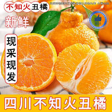 汀若 四川 不知火丑橘 2230g 整箱