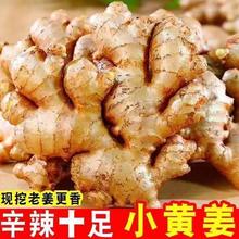 云南小黄姜新鲜现挖老姜农家自种优质生姜应季蔬菜新鲜直发