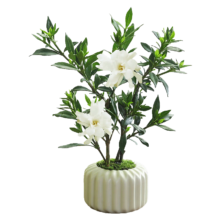 八芽  小叶栀子花-陶瓷竖纹盆 带盆栽好