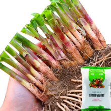 大禹 韭菜苗 紫红根韭菜根苗100棵+200g豆粕肥