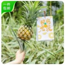京鲜生 动感光菠 水培菠萝2支装 单支300g起 40-60cm