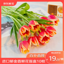 京东鲜花 进口郁金香 鲜花盲盒1 0枝 颜色随机