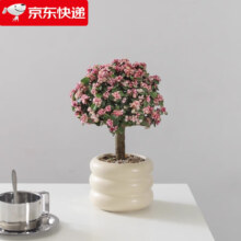 八芽 金枝玉叶-奶油甜甜圈盆（陶瓷）