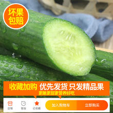 果乡趣 正宗荷兰水果黄瓜新鲜小黄瓜5斤现摘小青瓜蔬菜农家10山东旱生吃