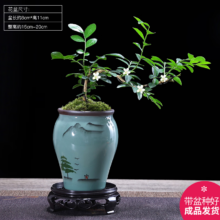 文章详情