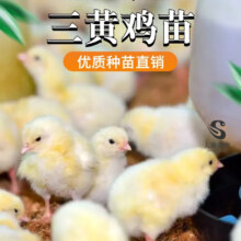 活体小鸡苗纯种土鸡三黄鸡麻黄鸡乌黑鸡品种可选(顺丰1天内发货) 三黄鸡 全母30只装 送5路损