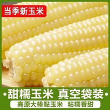 24年新东北苞谷白糯黏玉米真空袋装甜粘主食低脂0添加轻食粗粮