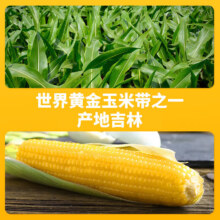 【京东快递】东北黄糯玉米220g*8