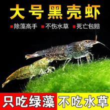 值选、今日必买：大号黑壳虾 500只