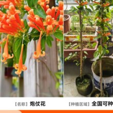 开时果 炮仗花爬藤植物鞭炮花苗老桩 藤本攀援花卉 高20-30cm 炮仗花+土球发货