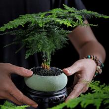 朵屿花间 文竹盆栽 30厘米 观叶植物 紫色