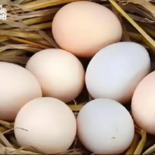舌尖攻略农家散养土鸡蛋单枚50g±5g 10枚