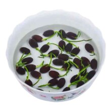 碗莲 水培植物室内 室外遇水成活 10粒开口 +营养液