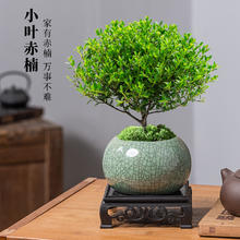 开时果 KaiShiguo Plants 小叶赤楠老桩盆栽盆景迷你植物室内花卉办公室桌面小绿植好养四季