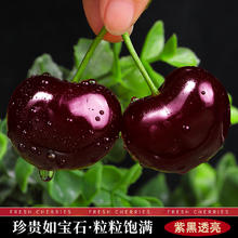 探味君 智利进口车厘子5斤大樱桃新鲜水果当季现摘整箱4J黑珍珠孕妇包邮3