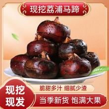 甄仙缘 广西荔浦马蹄 农家自种现挖脆甜地梨地栗 荸荠生鲜新鲜蔬菜 净重3斤特大果