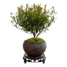 八芽 小叶赤楠盆景 舍得紫砂盆+苔藓+底座
