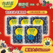 Driscoll's 怡颗莓 云南蓝莓 125g*5盒