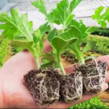 开时果 冰糖麒麟西瓜苗盆栽 6棵