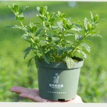 塔莎的花园 薄荷盆栽可食用 【经典品种超好养】留兰香薄荷120 带盆栽好