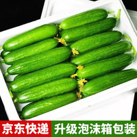 17日20点！精品水果黄瓜 买一送一到手6斤