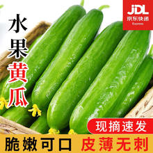 谷优珍 山东水果小黄瓜现摘 新鲜蔬菜健康 脆嫩清甜 产地直发 JD快递 净 4.5斤 精品果 现摘精选