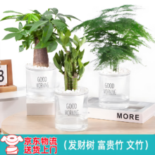 绿有意 绿植盆栽 文竹+富贵竹+发财树 聚财3盆 带盆带土发货