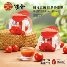 值选：阳香 高端小番茄 尝鲜装 150g 甜度≥6