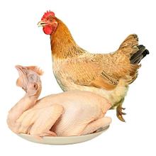 温氏 供港三黄鸡 1kg