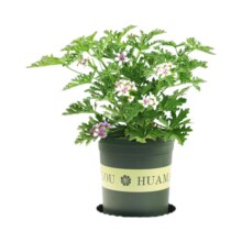 驱蚊植物吃蚊子驱虫草迷迭香猪笼草植物盆栽花卉防蚊绿植香草 1棵驱蚊植物+加仑盆送底托2.9元