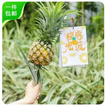 京鲜生 动感光菠水培菠萝2支装 单支300g起40-60cm长度 可食用 源头直发