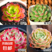 京喜 多肉植物  蒂亚+青苹果+吉娃娃+昂斯诺+盆土
