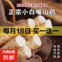 河北正宗小白嘴山药 1000g 20cm-30cm/根
