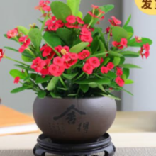 开时果 铁海棠盆栽 带花发货 舍得紫砂盆+圆底托